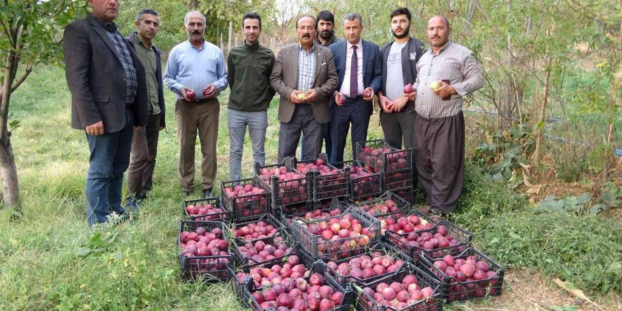 Yüksekova’da elma hasadı