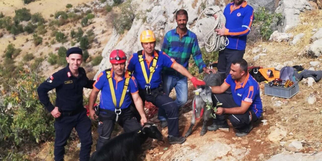 Uçurumda 3 gün mahsur keçileri AFAD kurtardı