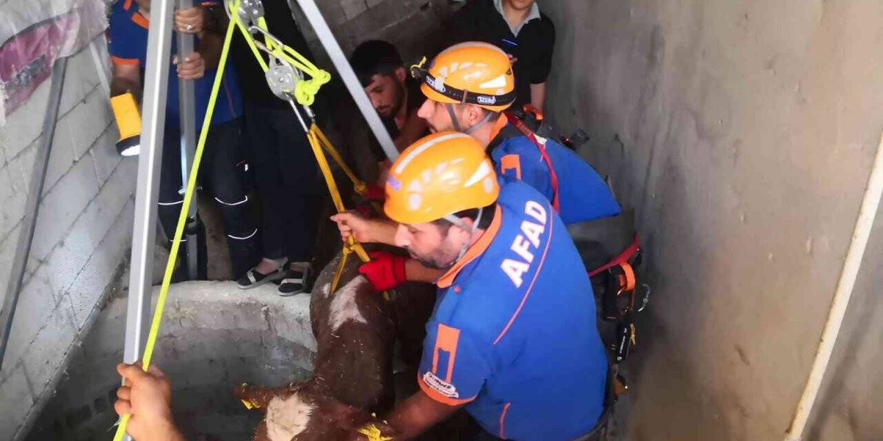 Su kuyusunda 2 gün mahsur kalan buzağıyı AFAD ekibi kurtardı