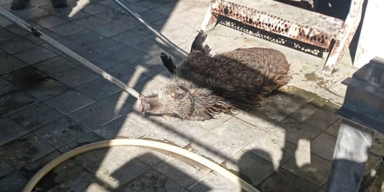 Arıtma tesisine düşen domuz kurtarıldı