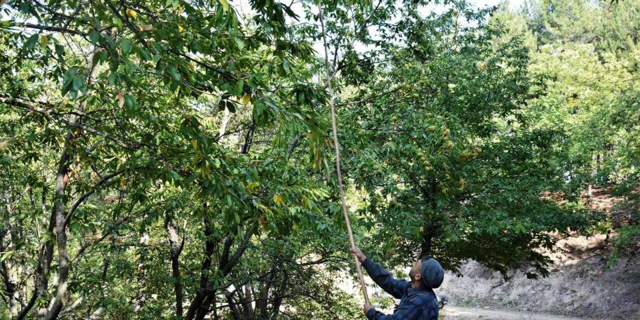 Simav’da kestane hasadı başladı