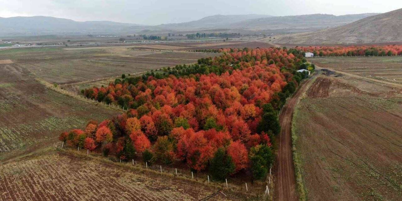 Bozkır tuvale dönüştü, oluşan manzara mest etti