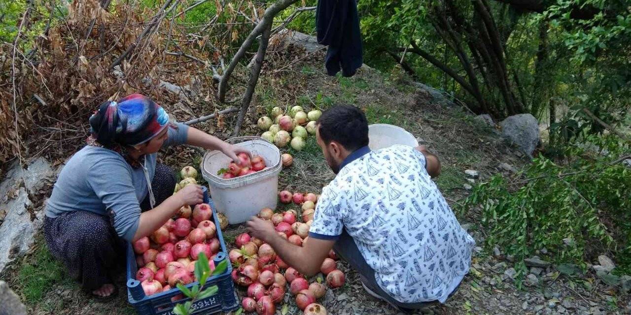 Tescilli Kuytucak narında hasat başladı