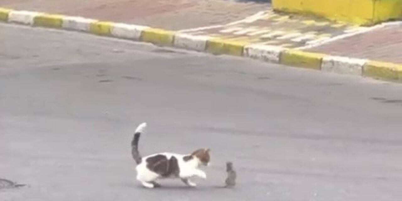 Kartal’da trafikte kedi ile farenin kavgası sürücülere zor anlar yaşattı