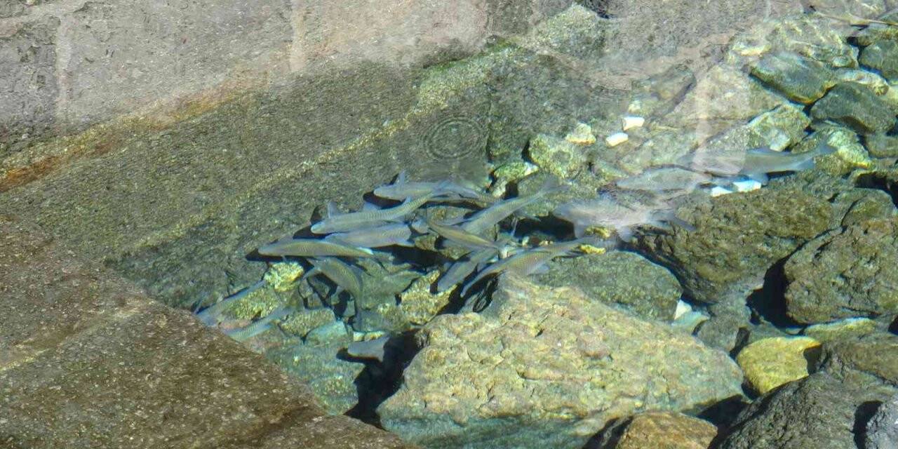 Evliya Çelebi’nin Seyahatname’de bahsettiği su kaynağında balıklar gün yüzüne çıktı