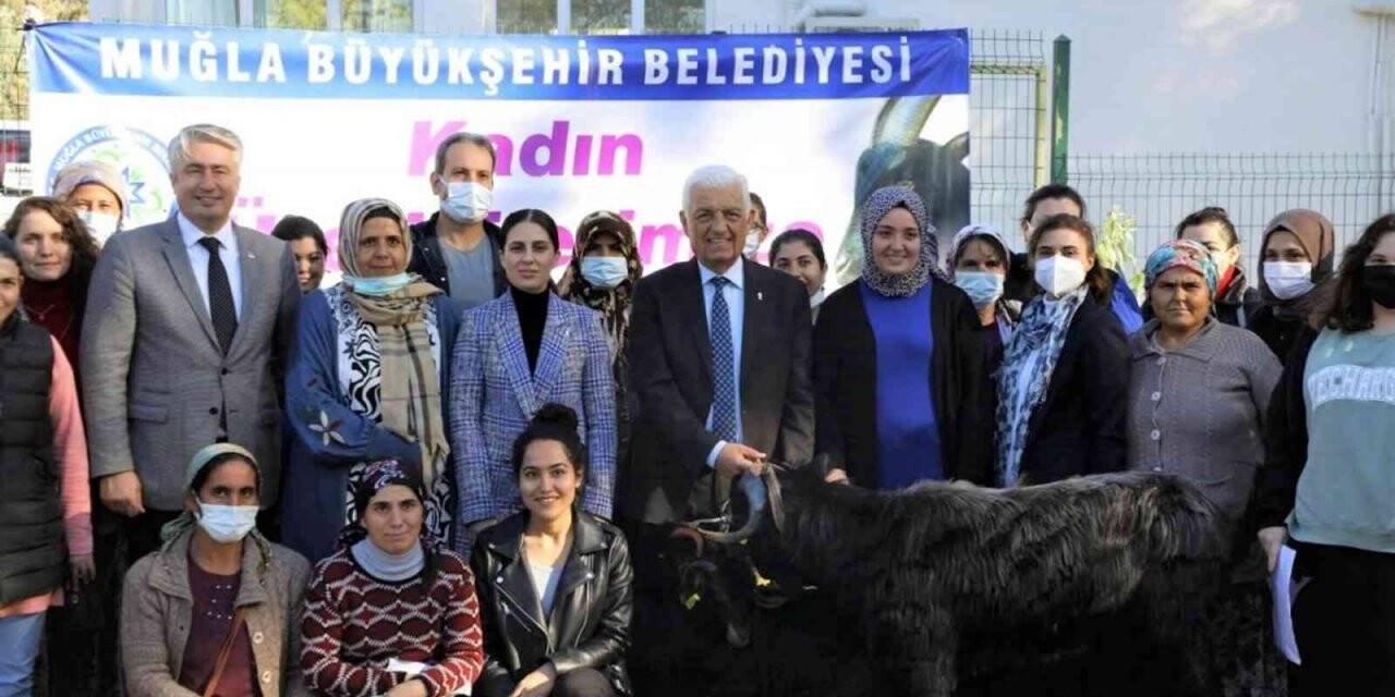 Muğla Büyükşehir Belediyesi Yatağan’da Kıl Keçisi dağıtıyor