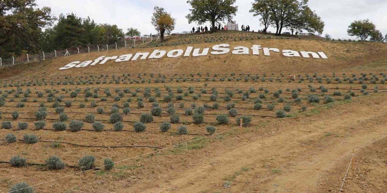 Safran üretimi ile turizmi artıracak olan “Lavanta Kokulu Safran Bahçesi" projesi tanıtıldı