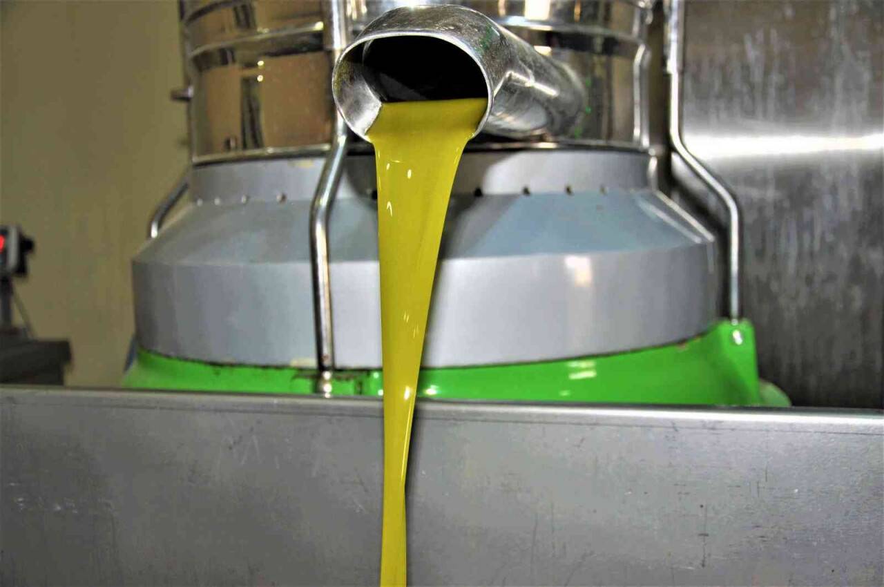 Aydın’da zeytinyağı sıkım sezonu başladı