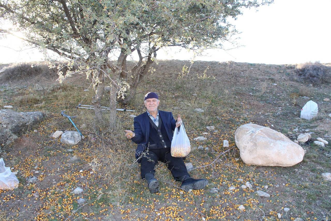 Yunak'ta alıç meyvesi toplanmaya başladı