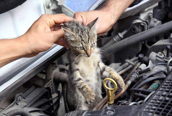 "Aracı çalıştırmadan önce motor kaputuna vurun”
