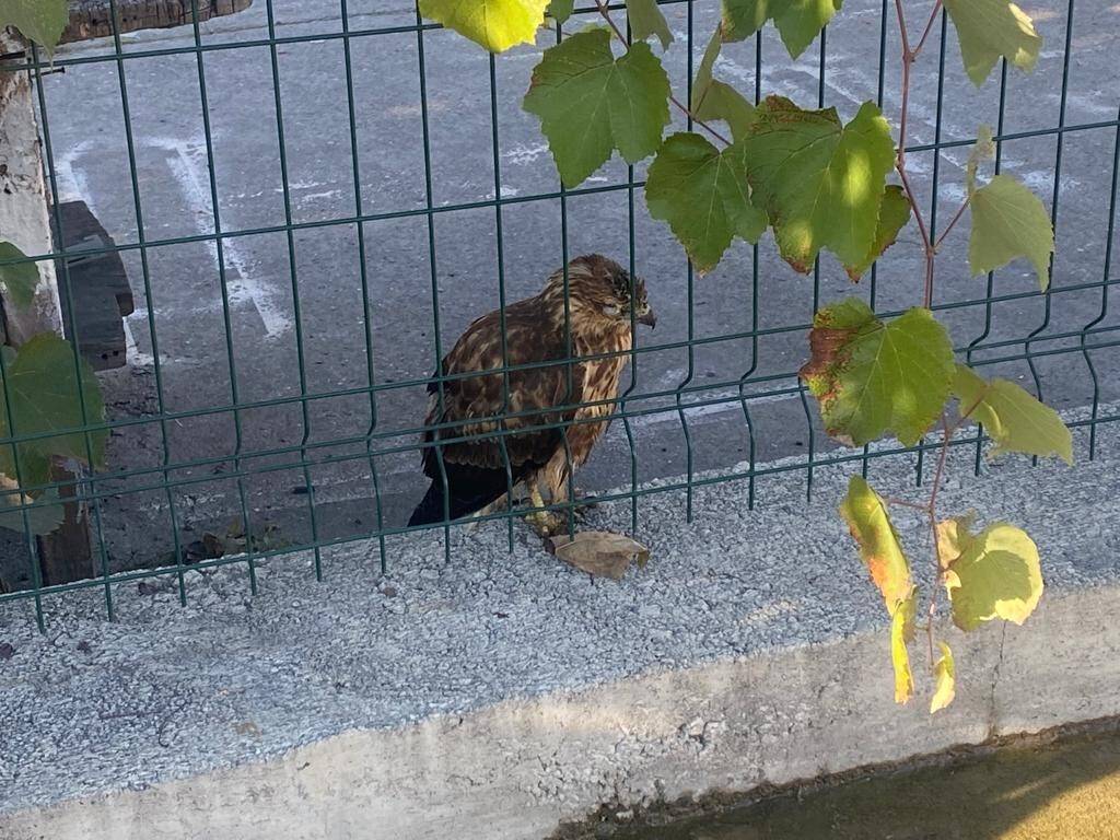 Yaralı şahini itfaiye kurtardı