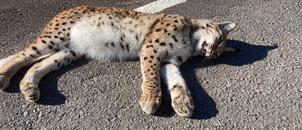 Kastamonu’da yol kenarında telef olmuş vaşak bulundu