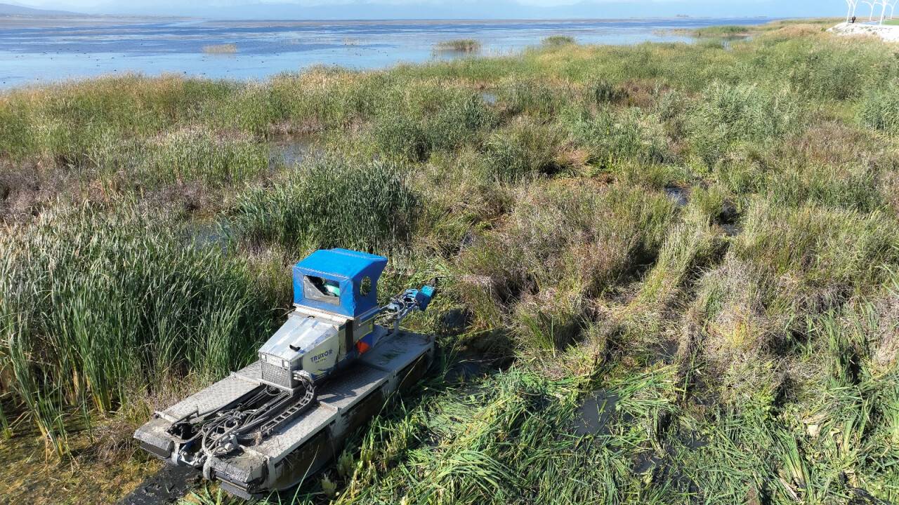 Beyşehir Gölü kıyısındaki istenmeyen sucul bitkiler temizlendi