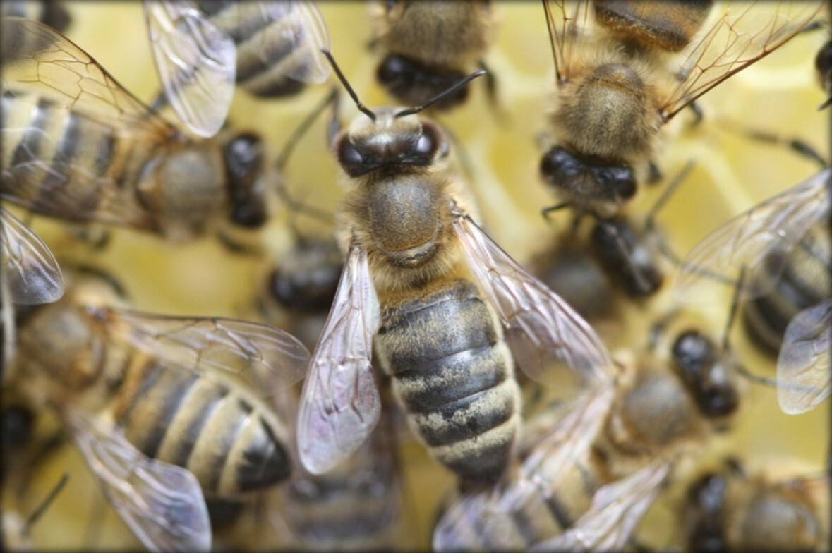 Yığılca arısı tescillendi