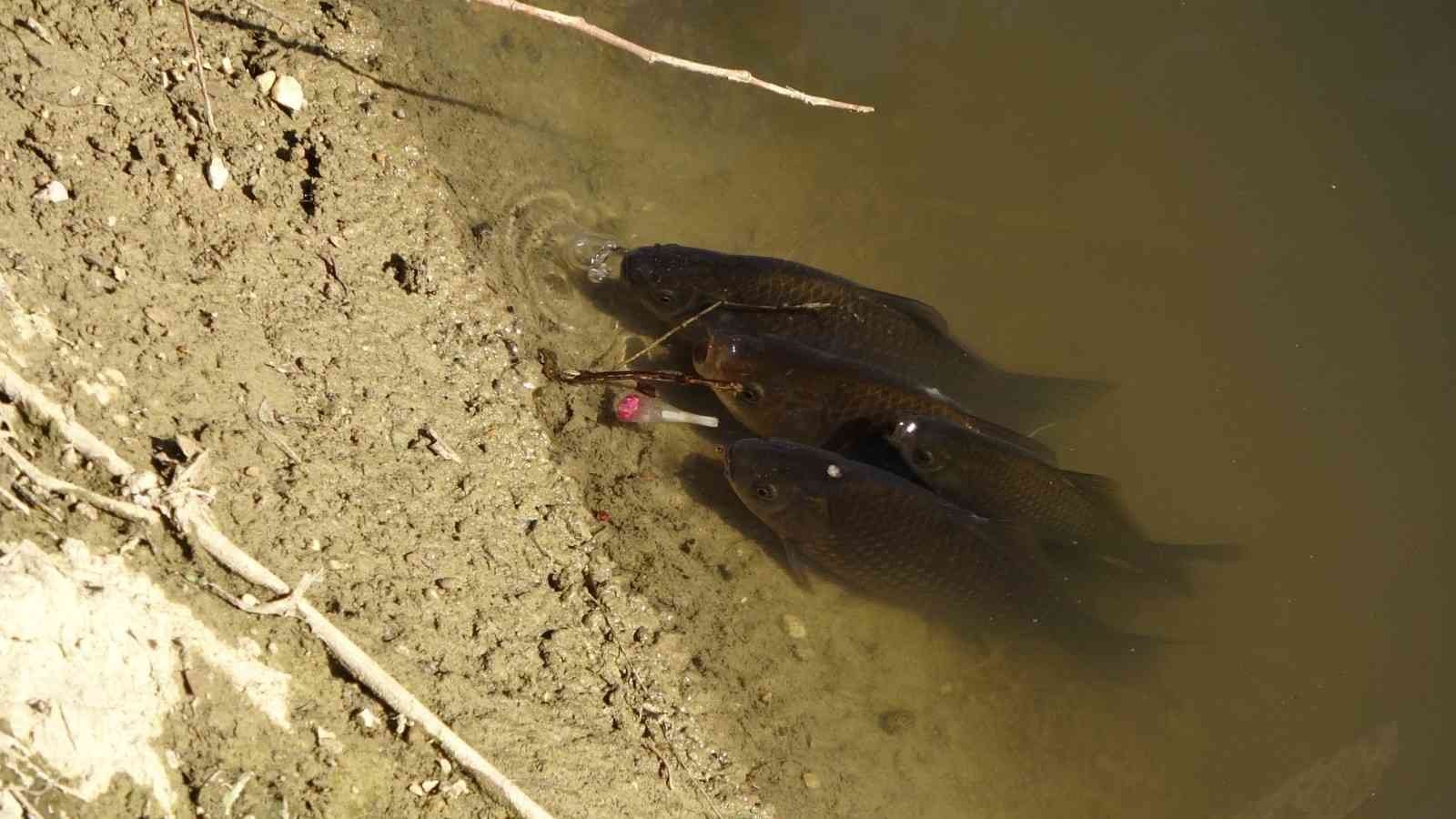 Manavgat’ta sulama kanalında balık ölümleri