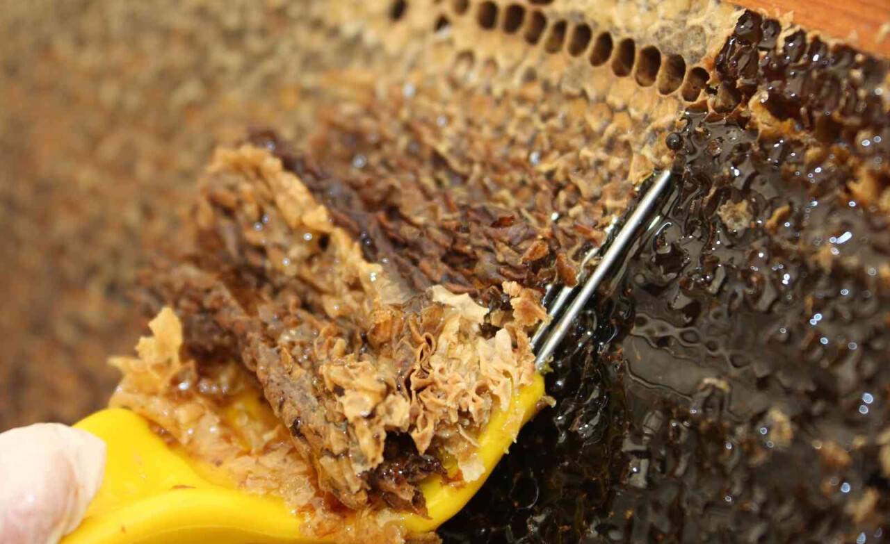 Eğriçayır yaylası balının Anti Mikrobiyal olduğu tescillendi