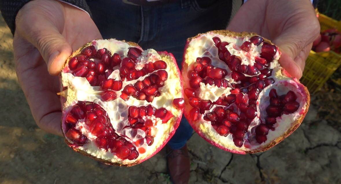 Denizli narının Avrupa’ya ihracat yolculuğu başladı