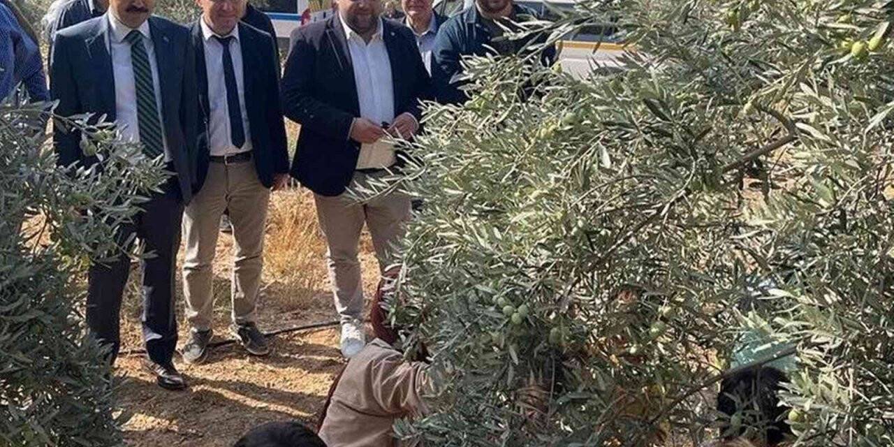 Mersin’de minik öğrenciler zeytin hasadı yaptı