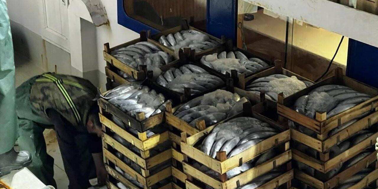 Çanakkale’de denizden balık fışkırdı