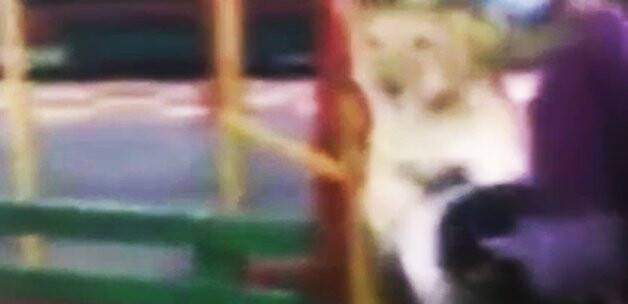 Lunaparkta aslan çocuğa saldırdı / İZLE