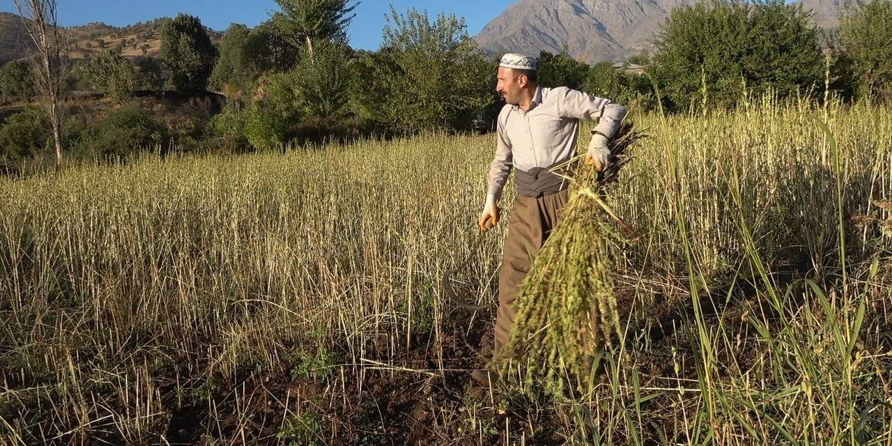 Derecik’te susam hasadı başladı