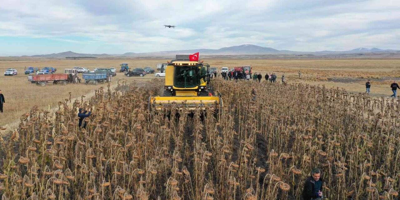 Kars’ta yağlık ayçiçeği hasadı başladı