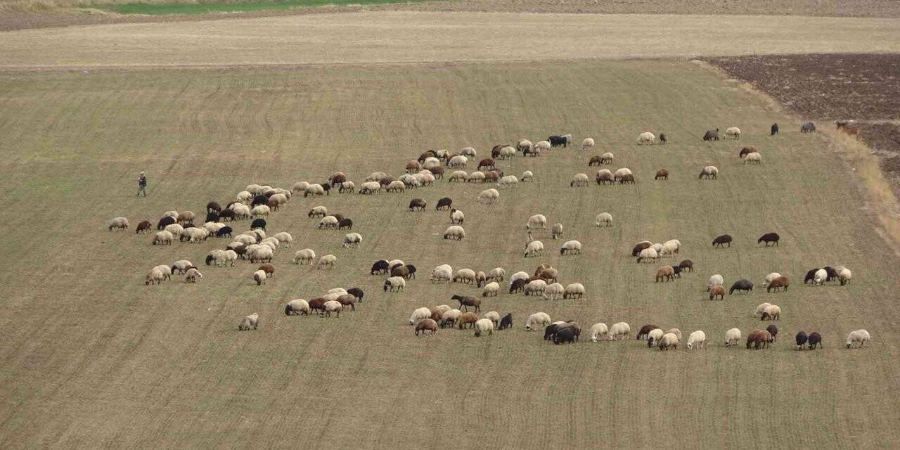 Muş Ovası’ndan kışlaklara dönüş hazırlığı