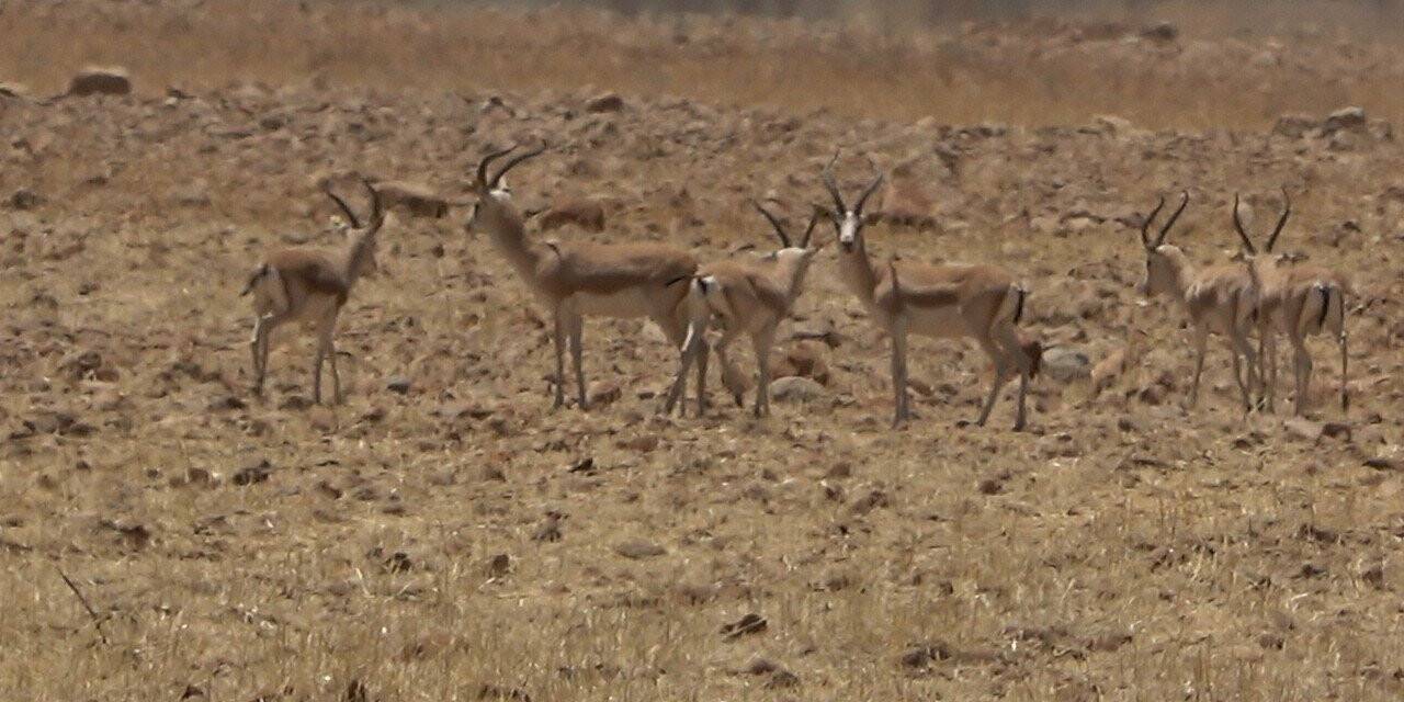 Cudi Dağı teröristlerden temizlendi, bölge ceylanlarla şenlendi