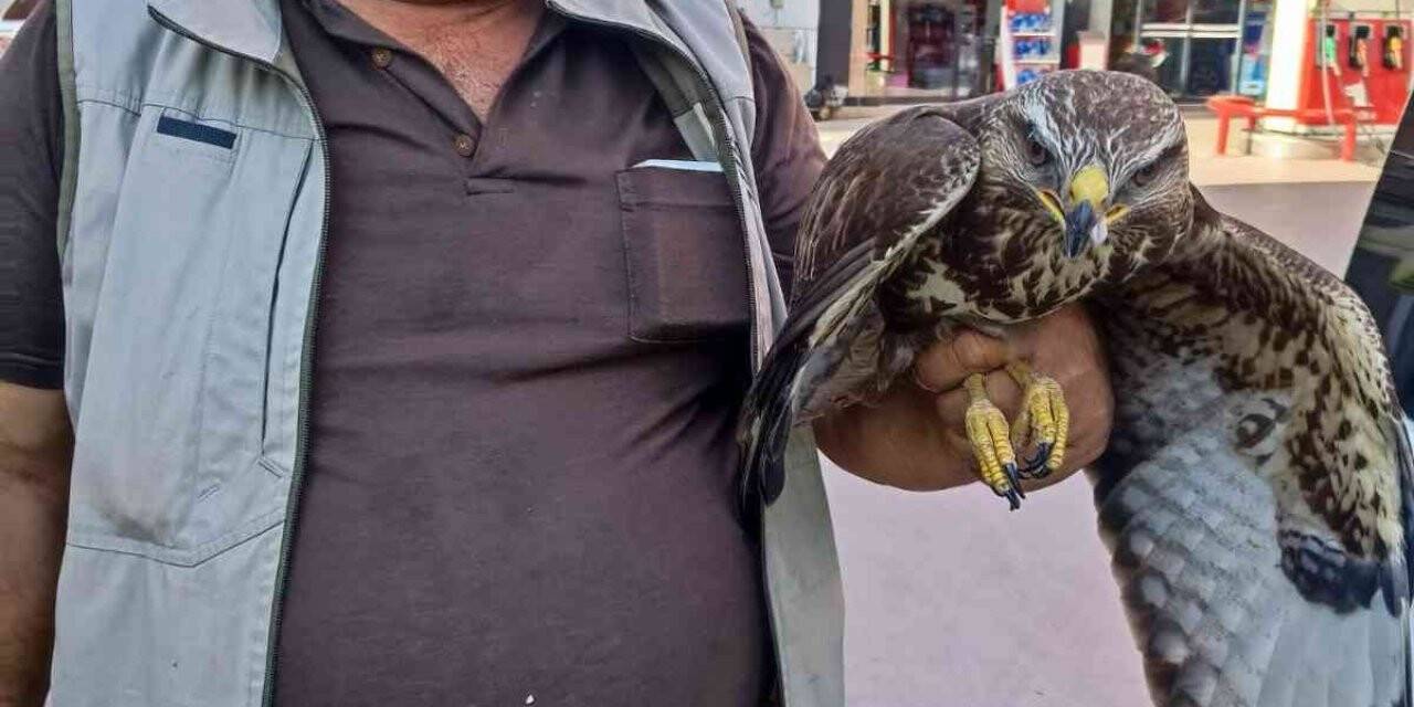 Hatay’da yaralı halde bulunan şahin tedavi edildi