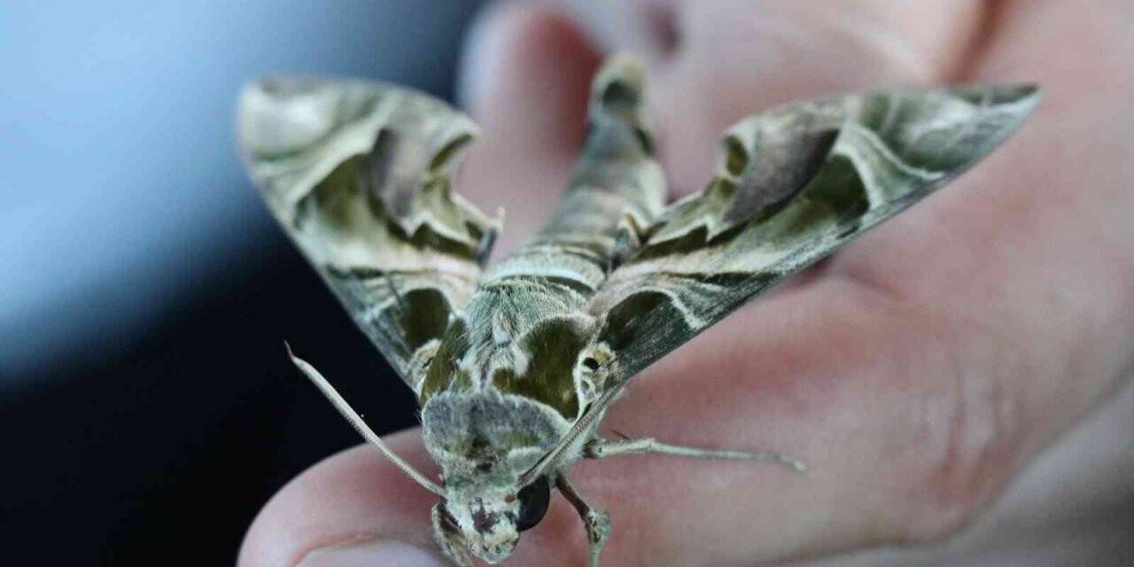 Alanya’da ender görülen mekik kelebeği görüldü