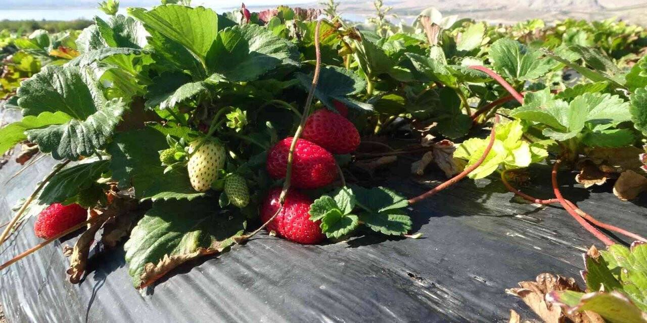 Kırmızı elmas ‘çilek’ sarı altın ‘kayısıya’ rakip oldu