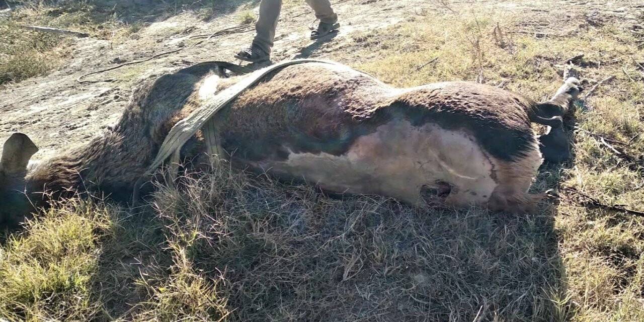 Düştüğü su kuyusundan kurtarılan kızılgeyik telef oldu