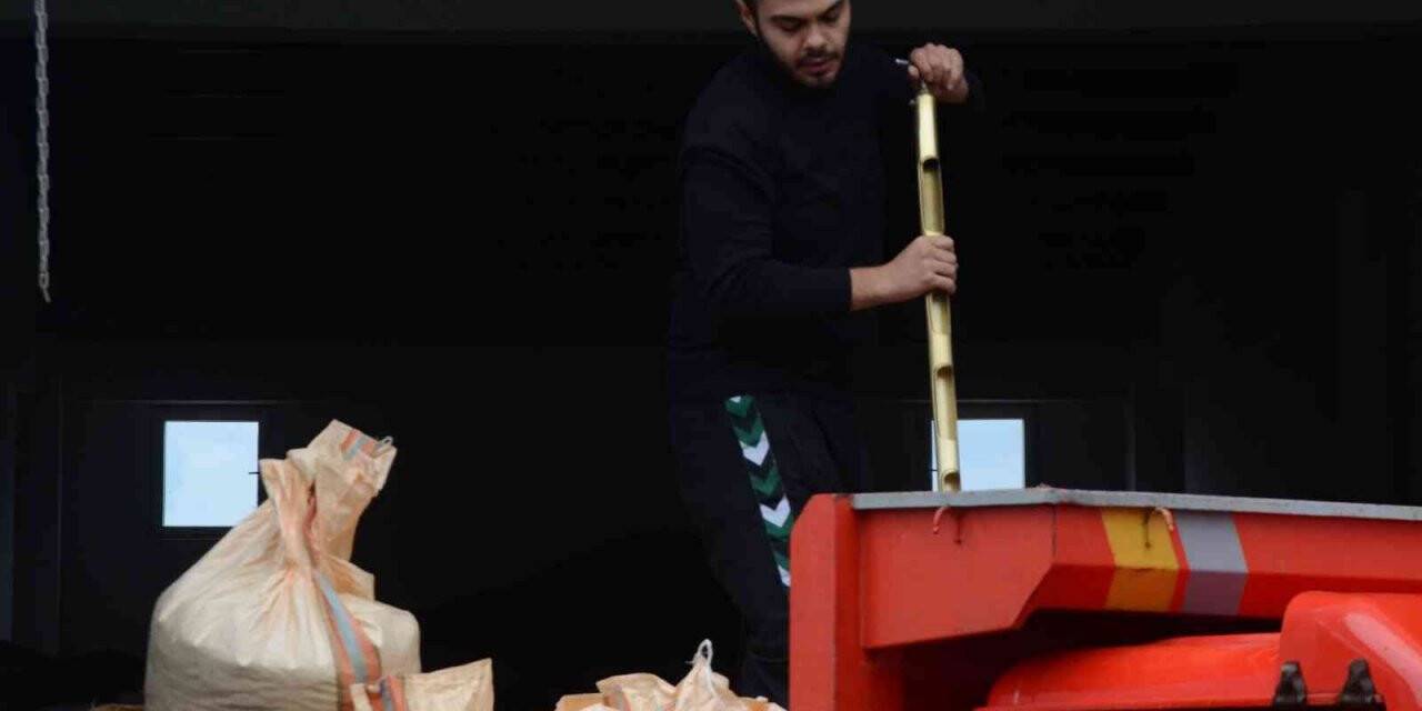 TMO’nun fındık alımı, Ordulu üreticileri memnun ediyor