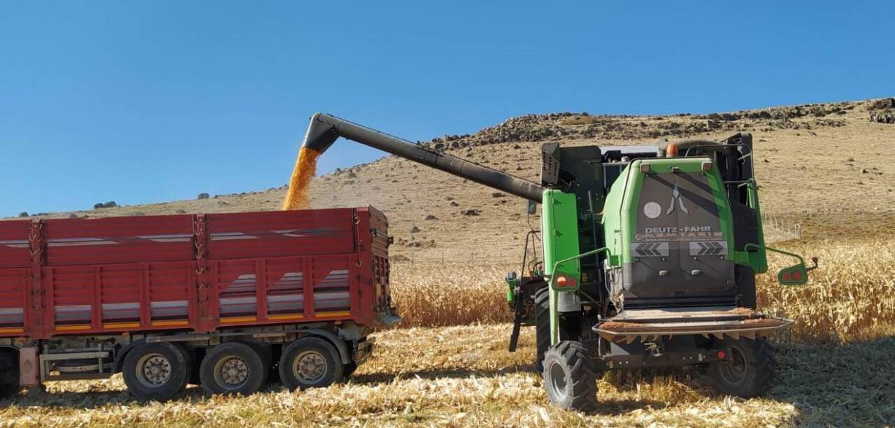 Kulu’da dane mısır hasadı