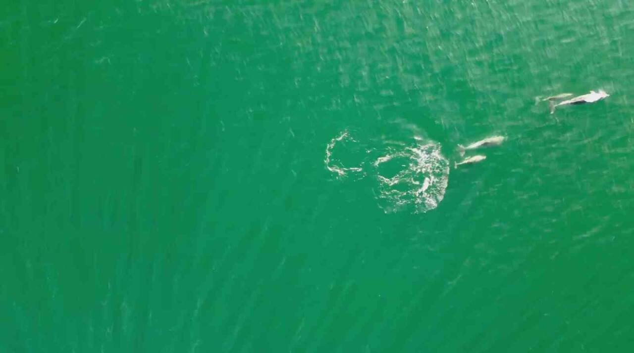 Yunusların en doğal gösterisi