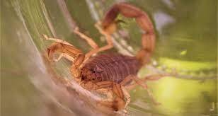 Akrep sokan çocuk 7 kez kalp krizi geçirerek hayatını kaybetti