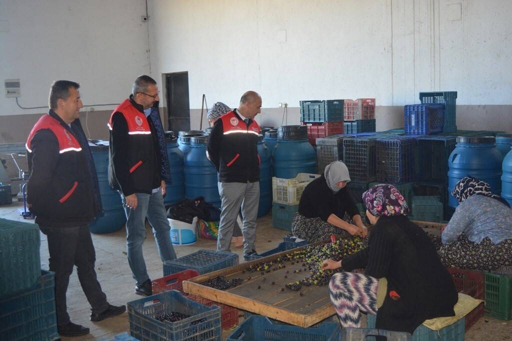 Kaymakam Özderin zeytin hasadına katıldı