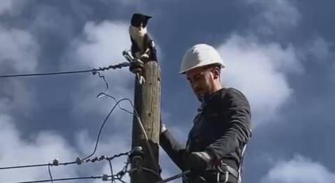 Sevimli kedinin imdadına elektrik dağıtım şirketi görevlileri yetişti