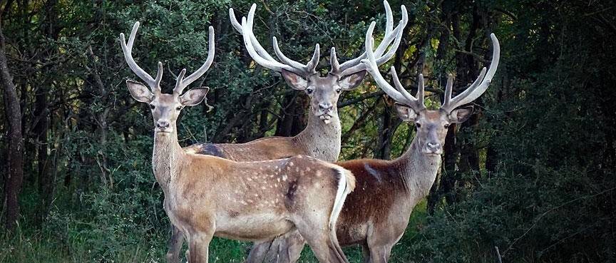 ABD'de kış saati uygulaması araçların geyiklere çarptığı kazaları artırıyor
