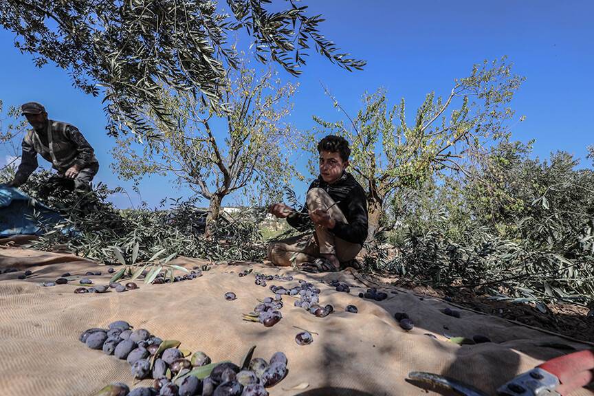 İdlib'de bombardımanın gölgesinde zeytin hasadı