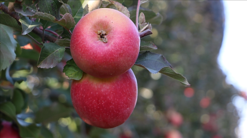 Isparta'da 1 milyon 200 bin tonluk elma üretimi