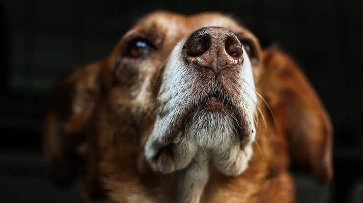 Kuduz riskli temaslarda bunlar hayat kurtarıyor
