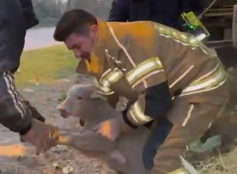 Kuzu için yolu kazdılar