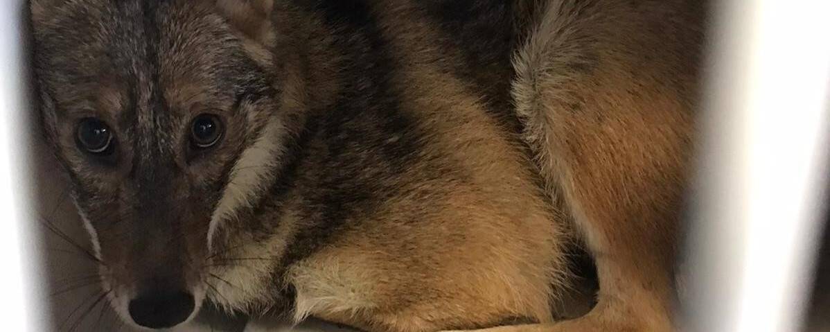 Kaza geçiren çakal ameliyat edildi