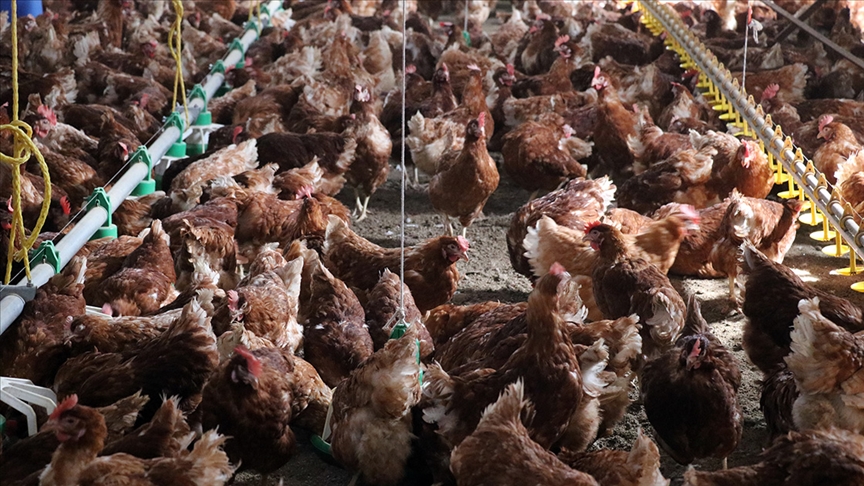 Tavuk eti üretimi yüzde 5,7 arttı