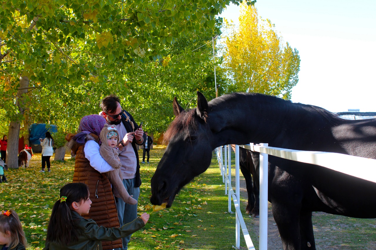 Şampiyonların yetiştiği çiftlik sonbaharda ziyaretçilerin uğrak yeri oldu