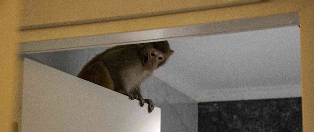 Şoke eden olayda evine maymun girdi