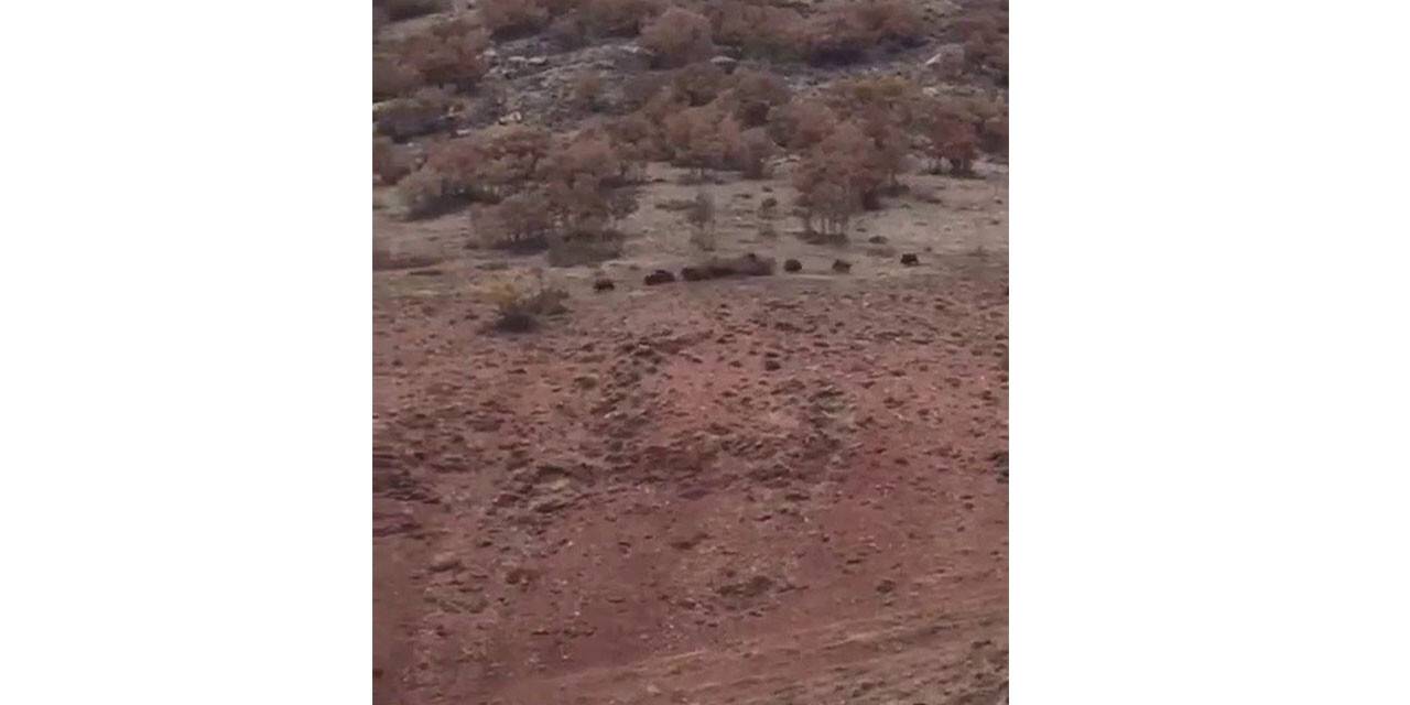 Köye inen domuz sürüsünü çoban köpeği uzaklaştırdı