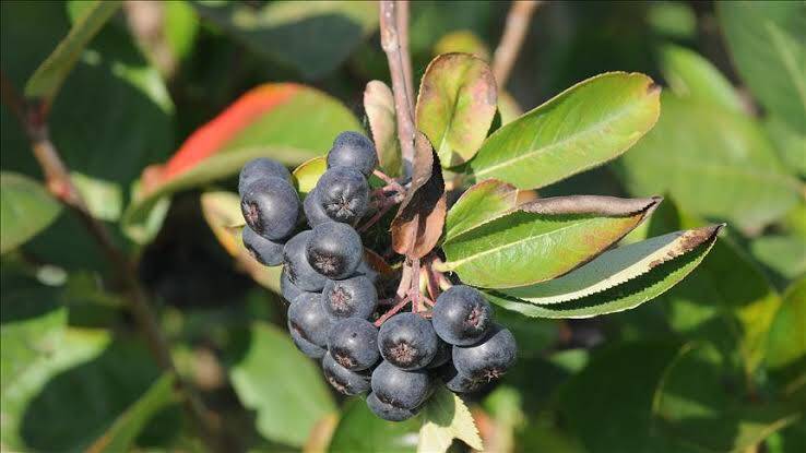 Sağlık iksirinin üretim alanı genişliyor