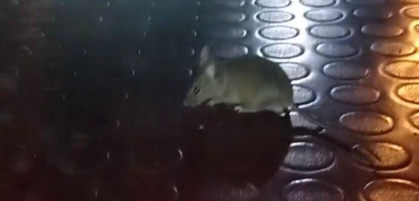 Mide bulandıran görüntü: Simit tezgahından çıktı